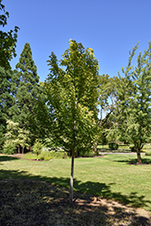 Symatree Maple (Acer saccharinum 'JFS H1') at Stonegate Gardens