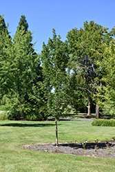 Powder Keg Sugar Maple (Acer saccharum 'Whit XLIX') at Stonegate Gardens