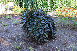 Nightfall Japanese Snowbell (Styrax japonicus 'JFS 6SJ') at Lakeshore Garden Centres
