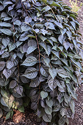 Nightfall Japanese Snowbell (Styrax japonicus 'JFS 6SJ') at Lakeshore Garden Centres