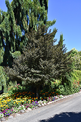 Evening Light Japanese Snowbell (Styrax japonicus 'Evening Light') at Lakeshore Garden Centres
