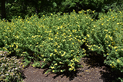 Klondike Potentilla (Potentilla fruticosa 'Klondike') at Lakeshore Garden Centres