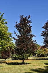 Crimson Sunset Maple (Acer 'JFS-KW202') at Lakeshore Garden Centres