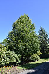 Redpointe Red Maple (Acer rubrum 'Frank Jr.') at Lakeshore Garden Centres