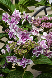 Star Gazer Hydrangea (Hydrangea macrophylla 'Kompeito') at Lakeshore Garden Centres