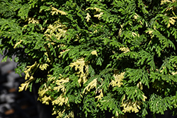 Mini Variegated Falsecypress (Chamaecyparis pisifera 'Mini Variegated') at Lakeshore Garden Centres