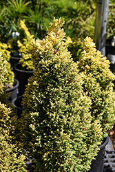 Treasure Island Falsecypress (Chamaecyparis lawsoniana 'Treasure Island') at Lakeshore Garden Centres