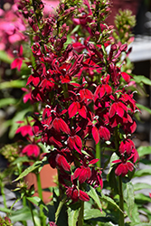 Fan Burgundy Cardinal Flower (Lobelia x speciosa 'Fan Burgundy') at Lakeshore Garden Centres