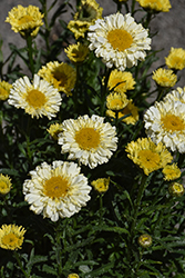 Realflor Real Goldcup Shasta Daisy (Leucanthemum x superbum 'Real Goldcup') at Stonegate Gardens