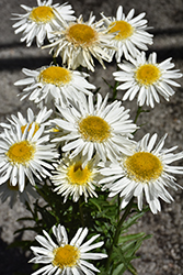 Realflor Real Glory Shasta Daisy (Leucanthemum x superbum 'Real Glory') at Lakeshore Garden Centres