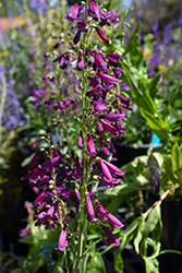 Twizzle Purple Beard Tongue (Penstemon barbatus 'Twizzle Purple') at Lakeshore Garden Centres