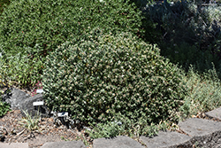 Eternal Fragrance Daphne (Daphne x transatlantica 'BLAFRA') at Lakeshore Garden Centres