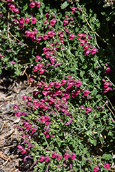 Pink Skullcap (Scutellaria suffrutescens) at Lakeshore Garden Centres