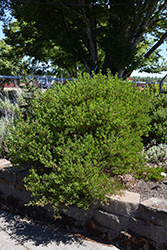 Howard McMinn Manzanita (Arctostaphylos densiflora 'Howard McMinn') at Stonegate Gardens