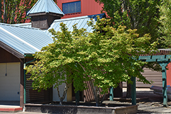 Vine Maple (Acer circinatum) at Lakeshore Garden Centres