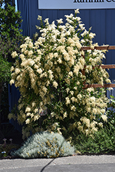 Oceanspray (Holodiscus discolor) at Lakeshore Garden Centres