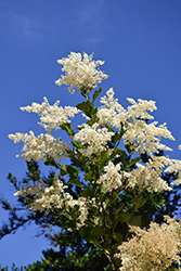 Oceanspray (Holodiscus discolor) at Lakeshore Garden Centres