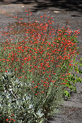 California Fuchsia (Epilobium canum) at Stonegate Gardens