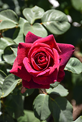 Dark Desire Parfuma Rose (Rosa 'KORdiagraf') at Lakeshore Garden Centres