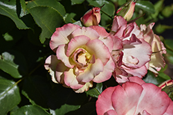 Birthday Girl Rose (Rosa 'Meilasso') at Lakeshore Garden Centres