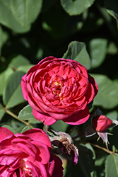 Benjamin Britten Rose (Rosa 'Benjamin Britten') at Lakeshore Garden Centres
