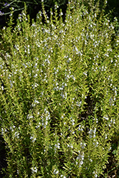 Winter Savory (Satureja montana) at Lakeshore Garden Centres