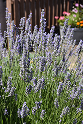 Provence Blue Lavender (Lavandula angustifolia 'Provence Blue') at Lakeshore Garden Centres