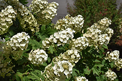Oakleaf Hydrangea (Hydrangea quercifolia) at Lakeshore Garden Centres