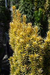 Bultinck Orange Beauty Yew (Taxus baccata 'Bultinck Orange Beauty') at Lakeshore Garden Centres