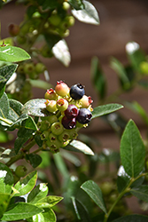BerryBux Lowbush Blueberry (Vaccinium 'Zf08095') at Lakeshore Garden Centres