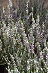 Silver Knight Heather (Calluna vulgaris 'Silver Knight') at Lakeshore Garden Centres