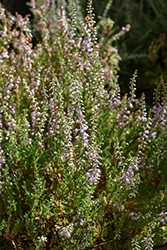 Spring Torch Heather (Calluna vulgaris 'Spring Torch') at Lakeshore Garden Centres