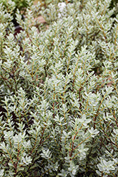 Western Hills Hebe (Hebe 'Western Hills') at Lakeshore Garden Centres