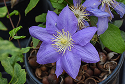 Cezanne Clematis (Clematis 'Cezanne') at Lakeshore Garden Centres