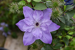 Reflections Clematis (Clematis 'Evipo035') at Lakeshore Garden Centres