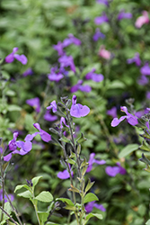 So Cool Violet Sage (Salvia 'So Cool Violet') at Lakeshore Garden Centres