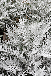 Silver Feather Centaurea (Centaurea 'Silver Feather') at Lakeshore Garden Centres
