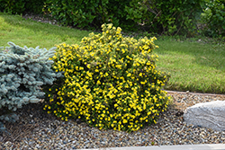 Dakota Goldrush Potentilla (Potentilla fruticosa 'Absaraka') at Lakeshore Garden Centres