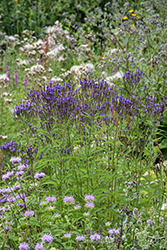 Blue Verbena (Verbena hastata) at Lakeshore Garden Centres