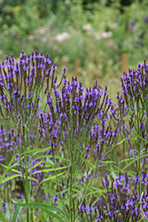 Blue Verbena (Verbena hastata) at Lakeshore Garden Centres