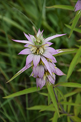 Spotted Beebalm (Monarda punctata) at Lakeshore Garden Centres