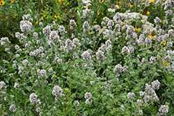 Catnip (Nepeta cataria) at Lakeshore Garden Centres