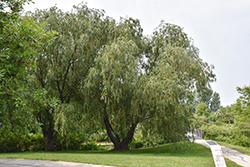 Wisconsin Weeping Willow (Salix x pendulina 'Wisconsin') at Stonegate Gardens