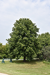 American Linden (Tilia americana) at Lakeshore Garden Centres