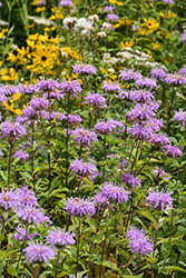 Wild Beebalm (Monarda fistulosa) at Lakeshore Garden Centres