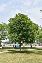 Ohio Buckeye (Aesculus glabra) at Lakeshore Garden Centres