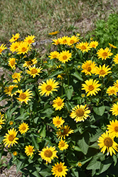 False Sunflower (Heliopsis helianthoides) at Lakeshore Garden Centres