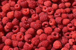 Nova Raspberry (Rubus 'Nova') at Lakeshore Garden Centres