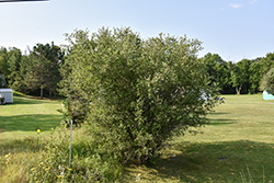 Bebb Willow (Salix bebbiana) at Stonegate Gardens