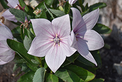 Astra Pink Balloon Flower (Platycodon grandiflorus 'Astra Pink') at Lakeshore Garden Centres
